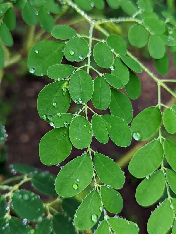 Moringa plant 2