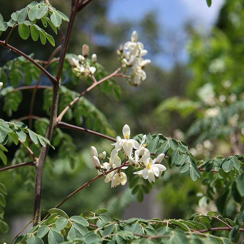 Moringa plant