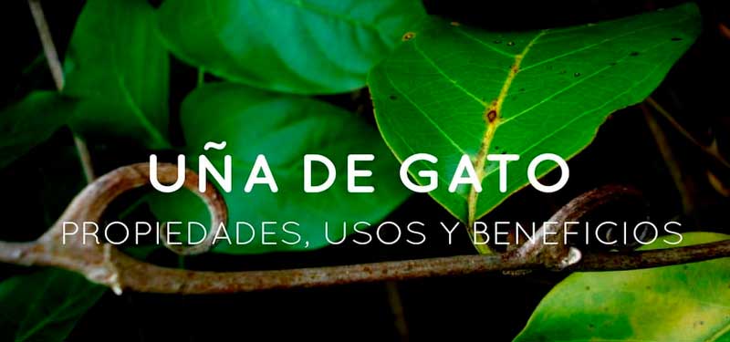 Una-de-Gato-planta-estimulante-del-sistema-inmunitario
